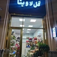 گل لاویتا