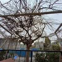 رستوران باغچه سرای سنتی دلارام