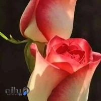 فروشگاه تم تولد