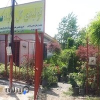 تولیدی گل و گیاه سرو طلایی