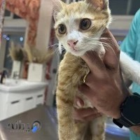 Nikpanje-pet-clinic کلینیک دامپزشکی دکتر نیک پنجه