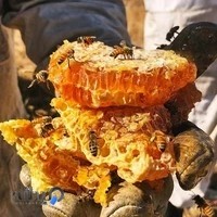 سرزمین عسل(HONEY LAND)