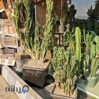 Ananda Garden گل باغ آناندا