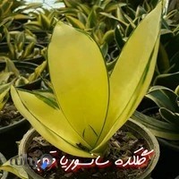 گلکده سانسوریا قم