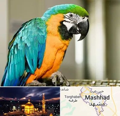 داروخانه شبانه روزی پرندگان در مشهد