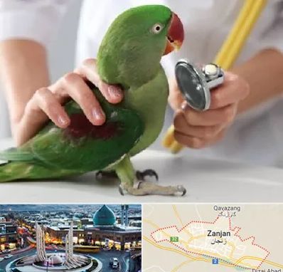 درمانگاه شبانه روزی پرندگان در زنجان