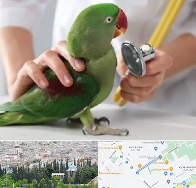 درمانگاه شبانه روزی پرندگان در محلاتی شیراز