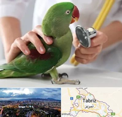 درمانگاه شبانه روزی پرندگان در تبریز