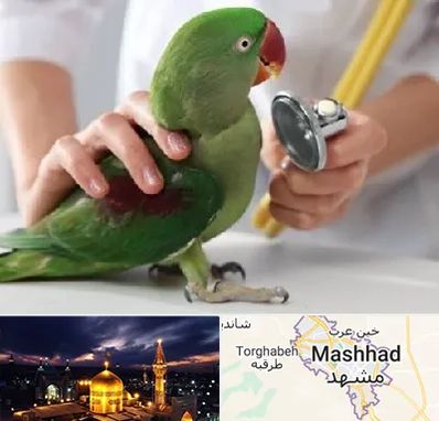 درمانگاه شبانه روزی پرندگان در مشهد