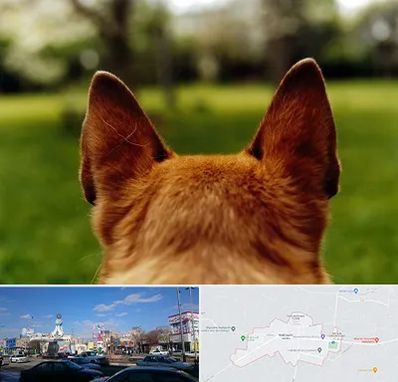 مرکز جراحی گوش سگ در ماهدشت کرج