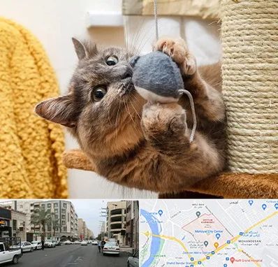 خرید اسباب بازی گربه در زیتون کارمندی اهواز