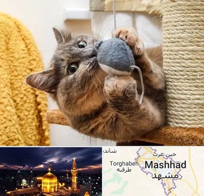 خرید اسباب بازی گربه در مشهد