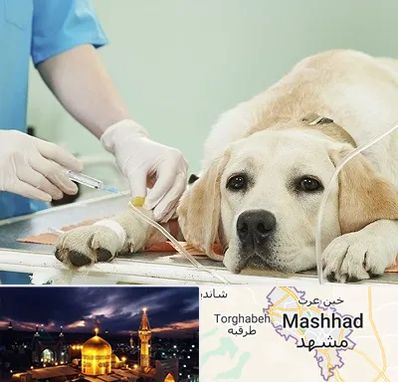 دامپزشک جراح در مشهد