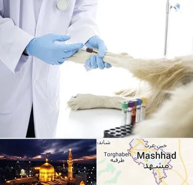 آزمایشگاه حیوانات در مشهد
