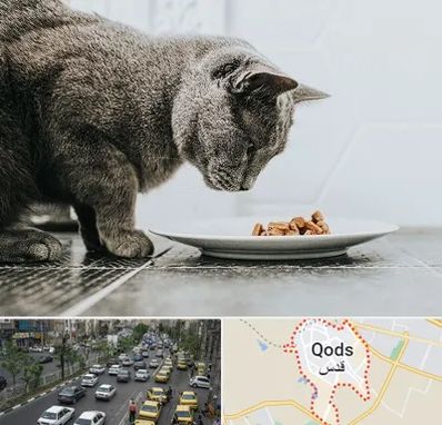 خرید غذای گربه در شهر قدس