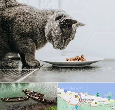 خرید غذای گربه در بندر انزلی