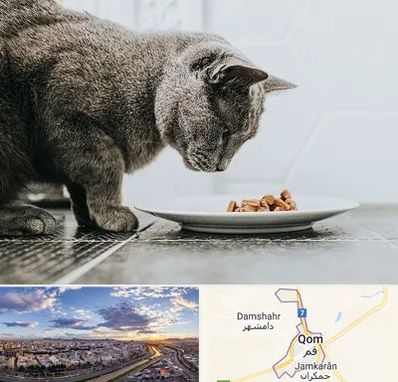 خرید غذای گربه در قم