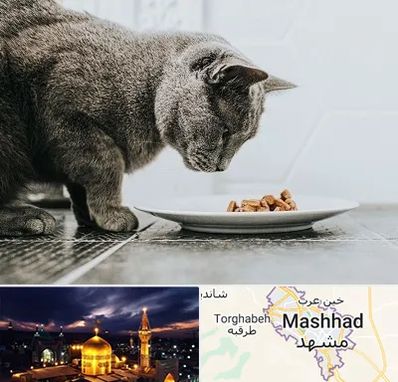 خرید غذای گربه در مشهد