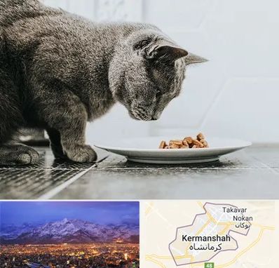 خرید غذای گربه در کرمانشاه