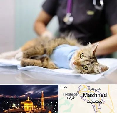 جراح حیوانات در مشهد