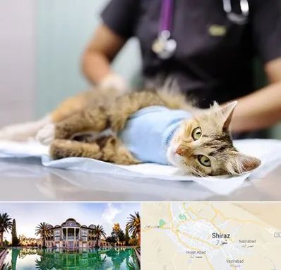 جراح حیوانات در شیراز