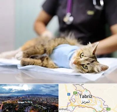 جراح حیوانات در تبریز