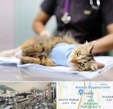 جراح حیوانات در پونک 