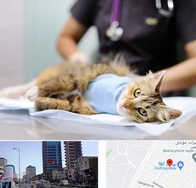 جراح حیوانات در چهارراه طالقانی کرج