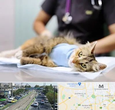 جراح حیوانات در جنوب تهران 