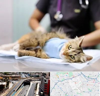 جراح حیوانات در ستارخان شیراز