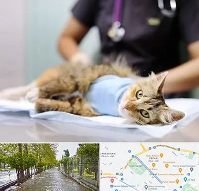 جراح حیوانات در خیابان ارم شیراز