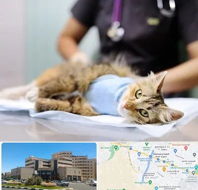 جراح حیوانات در صیاد شیرازی مشهد
