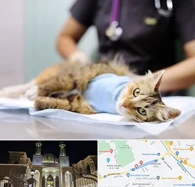 جراح حیوانات در زرگری شیراز