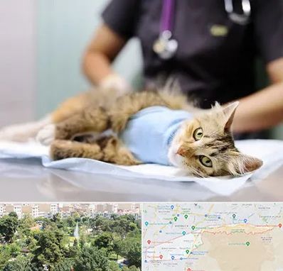 جراح حیوانات در منطقه 13 تهران 