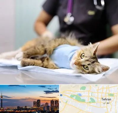 جراح حیوانات در غرب تهران 