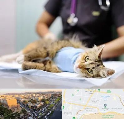 جراح حیوانات در تهرانپارس 
