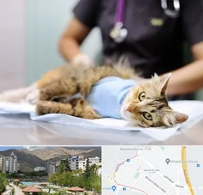 جراح حیوانات در شهر زیبا 