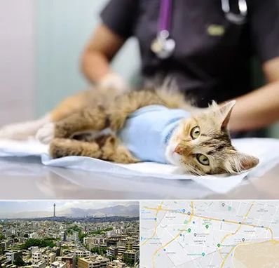 جراح حیوانات در منطقه 8 تهران 