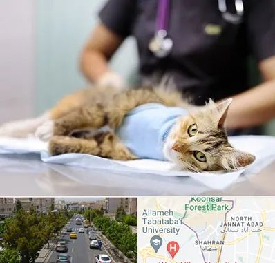 جراح حیوانات در شهران 