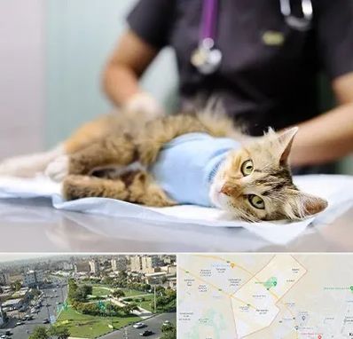 جراح حیوانات در کمال شهر کرج