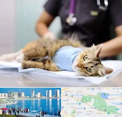 جراح حیوانات در چیتگر 
