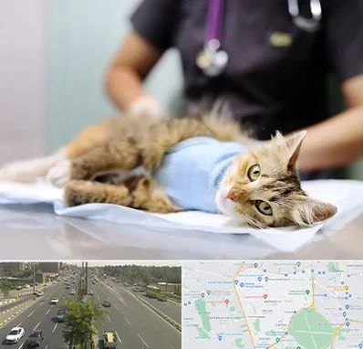 جراح حیوانات در منطقه 17 تهران 