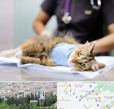 جراح حیوانات در محلاتی شیراز