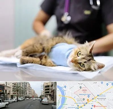جراح حیوانات در زیتون کارمندی اهواز