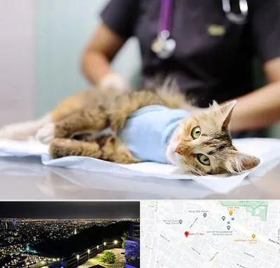جراح حیوانات در هفت تیر مشهد