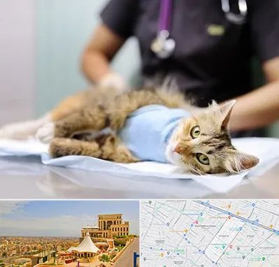 جراح حیوانات در هاشمیه مشهد