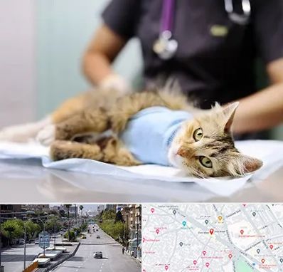 جراح حیوانات در خیابان زند شیراز