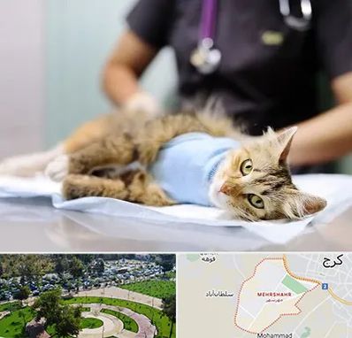 جراح حیوانات در مهرشهر کرج 