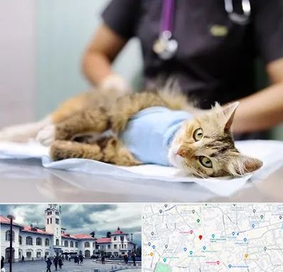 جراح حیوانات در میدان شهرداری رشت