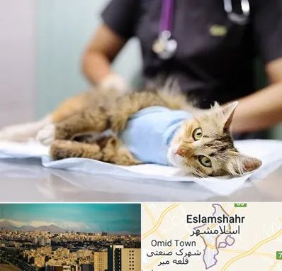جراح حیوانات در اسلامشهر